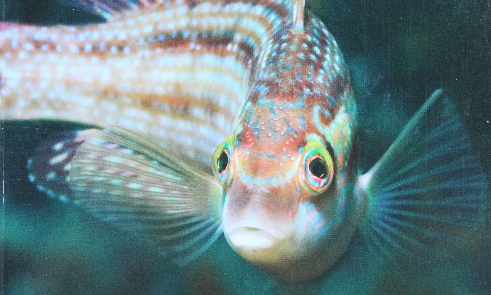 Marine Fishes of Wales – Frances Dipper