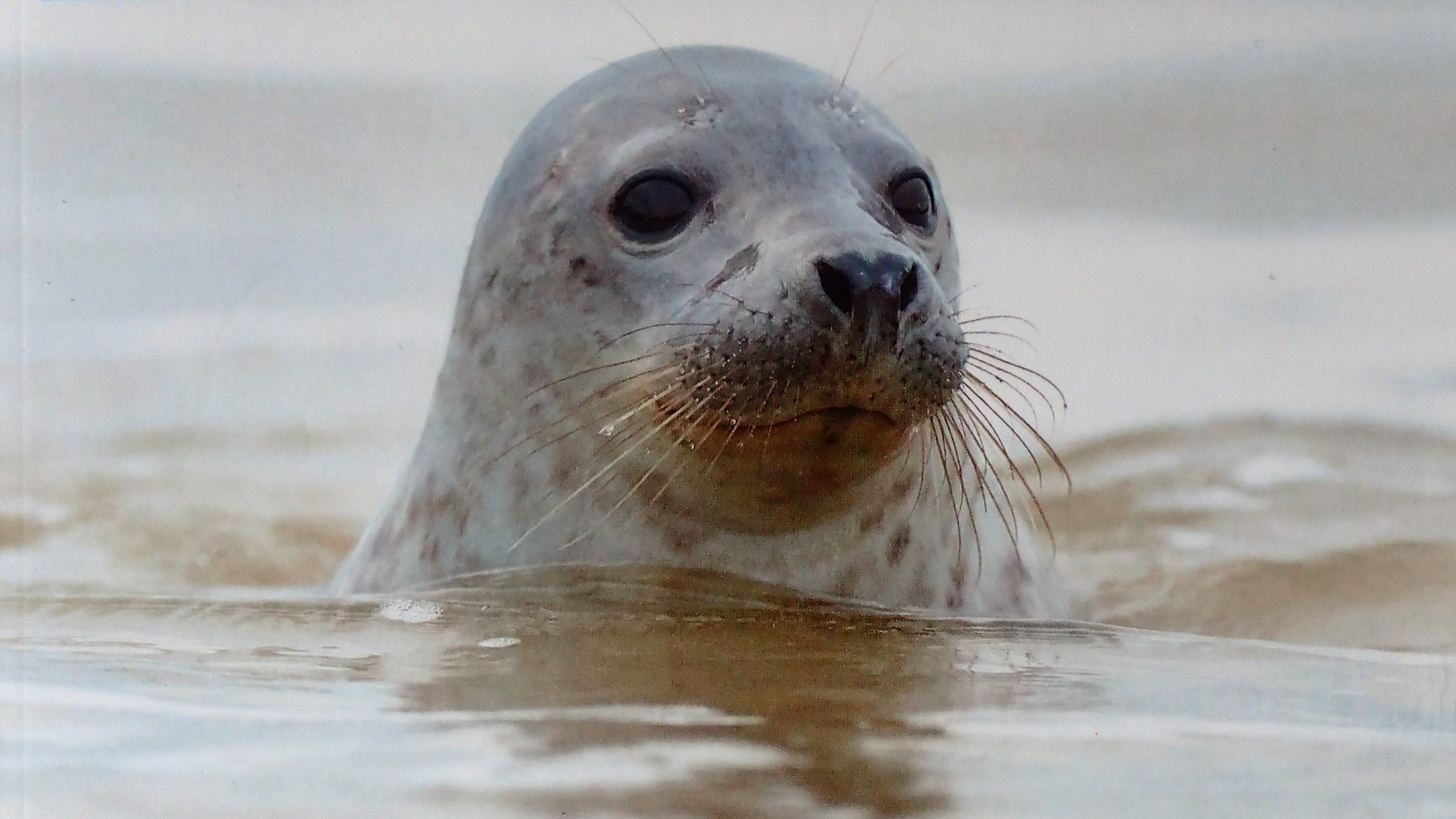 Seals Rhib Seals: RSPB Spotlight series – Frances Dipper